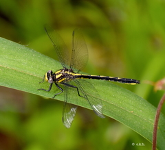 Phanogomphus borealis