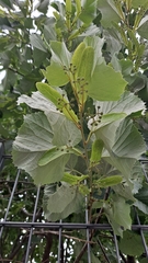 Tilia