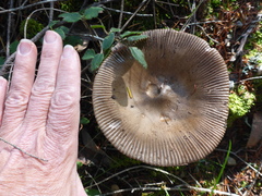 Amanita protecta