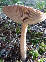 Amanita protecta