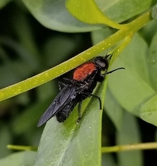 Clitellaria ephippium