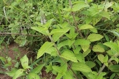 Pogostemon auricularius