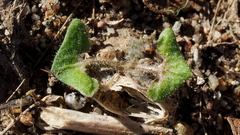 Salvia carduacea