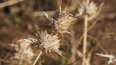 Salvia carduacea