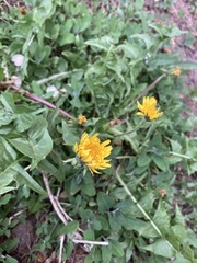 Taraxacum officinale