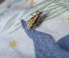Bothynoderes declivis