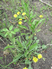 Crepis zacintha