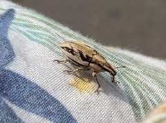 Bothynoderes declivis