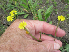 Crepis zacintha