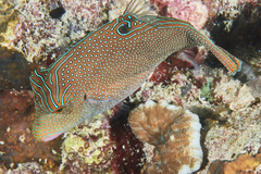 Canthigaster papua