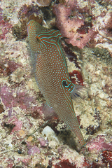 Canthigaster papua