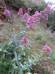 Centranthus ruber