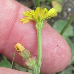 Crepis zacintha