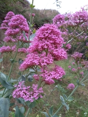 Centranthus ruber