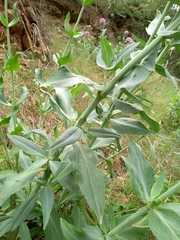 Centranthus ruber