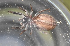 Metaphidippus manni