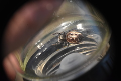 Metaphidippus manni
