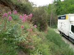 Centranthus ruber
