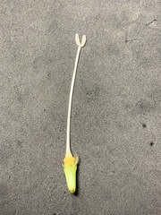 Calystegia atriplicifolia