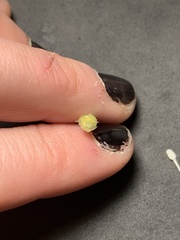 Calystegia atriplicifolia