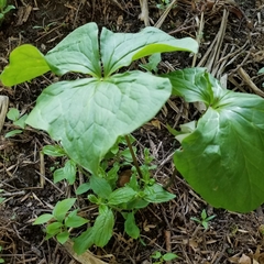 Trillium cernuum