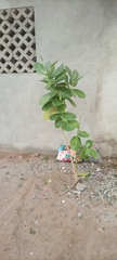 Calotropis procera