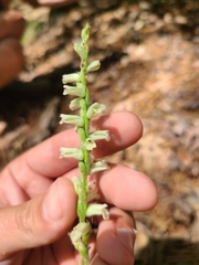 Spiranthes sylvatica