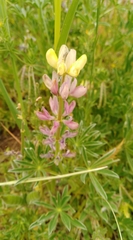 Lupinus gredensis