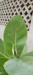 Calotropis procera
