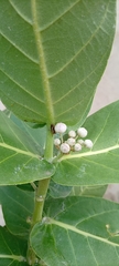 Calotropis procera