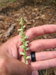 Spiranthes sylvatica