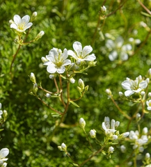 Saxifraga babiana