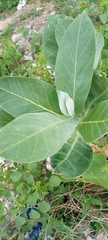 Calotropis procera