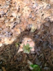Spiranthes sylvatica