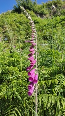 Digitalis purpurea