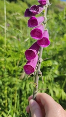 Digitalis purpurea