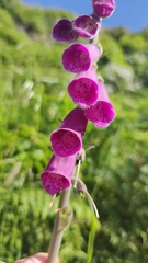 Digitalis purpurea