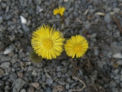 Tussilago
