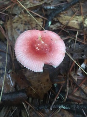 Russula flavida