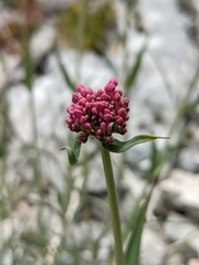 Centranthus lecoqii