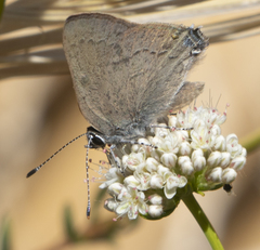 Satyrium auretorum