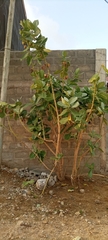 Calotropis procera