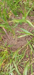 Lasius
