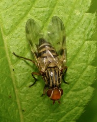 Otites porcus