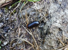 Glomeridae