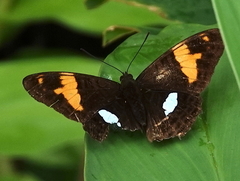 Adelpha justina