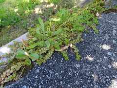 Epilobium brunnescens