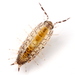 Texas Woodlouse - Photo (c) Mike Quinn, Austin, TX, some rights reserved (CC BY-NC), uploaded by Mike Quinn, Austin, TX