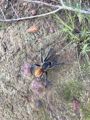 Harpactira chrysogaster