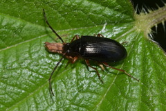 Gonodera luperus